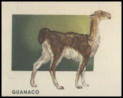 125 Guanaco